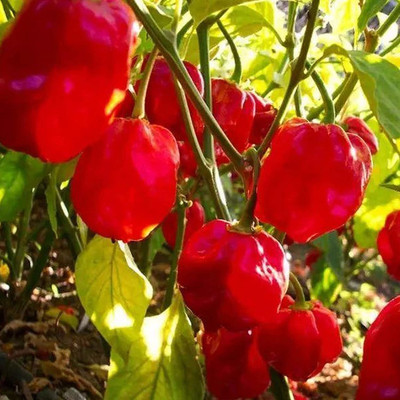 CYBEXIS F1 Hybrid chilli Pepper Seeds2400 Seeds Seed(2400 per packet)