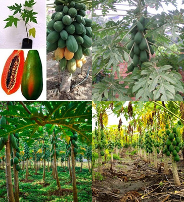 AMAJIT F1 Papaya seeds red lady 786 Taiwan Seed(130 per packet)
