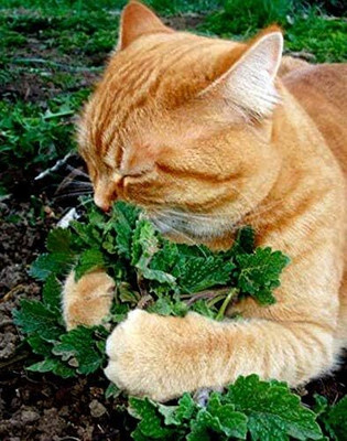 Qualtivate LX-22 Catmint (Catnip, Catswort, Catwort) Seed(1000 per packet)