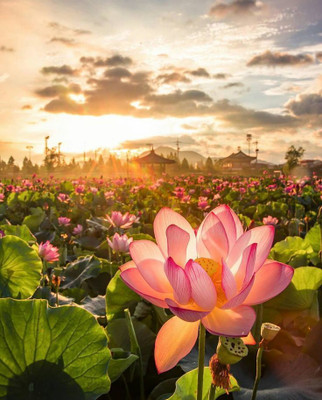 NurseryFriends ™ Japanese lotus plant Seed, Hybrid lotus floer seed Seed(106 per packet)