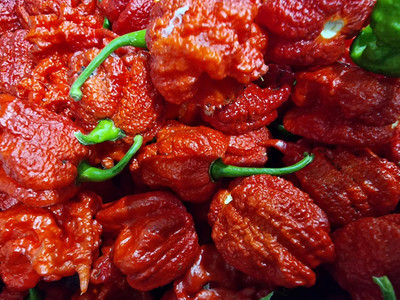 Biosnyg F1 Hybrid Hot Dragons Breath Chilli Seeds For Planting-(400 Seeds) Seed(400 per packet)