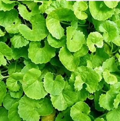 wequality No seeds live bulbs thalkudi/centella asiatica/thankuni pata bulbs Seed(11 per packet)