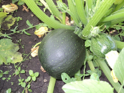 KNESSiN F1 Hybrid Dark Black Round Squash Seeds For Growing - (40 Seeds) Seed(40 per packet)