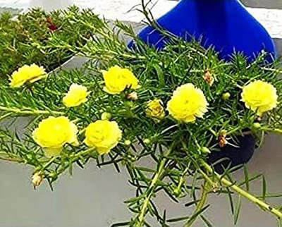 Lorvox 12'0 Clock Flower Seed(95 per packet)