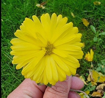 Liance Chrysanthemum Plugs Flower Garden yellow Seed(100 per packet)