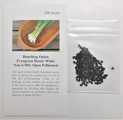 Qualtivate HUA-6A Bunching Onion Evergreen Hardy White Seed(500 per packet)