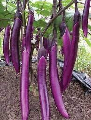 Aywal Brinjal Seed(600 per packet)