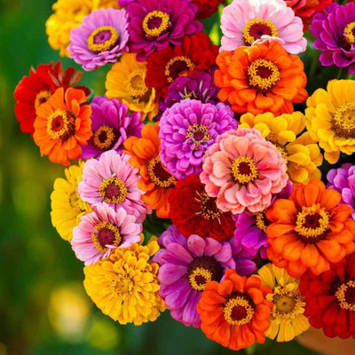SEMINA VITA zinia flower seed hybrid multiple colour Seed(50 per packet)