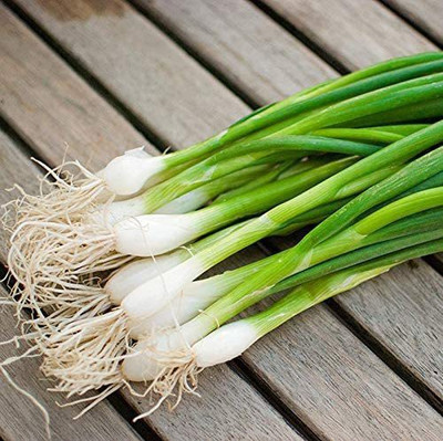 CYBEXIS TLX-24 - Green Welsh Onion Bunching - (4500 Seeds) Seed(4500 per packet)