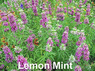 VibeX LX-98 - Lemon Mint - (1350 Seeds) Seed(1350 per packet)