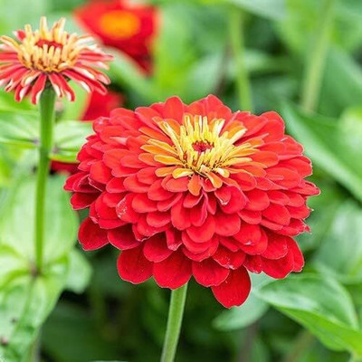 Lorvox Zinnia Double Mixed Color Flower Seed(100 per packet)