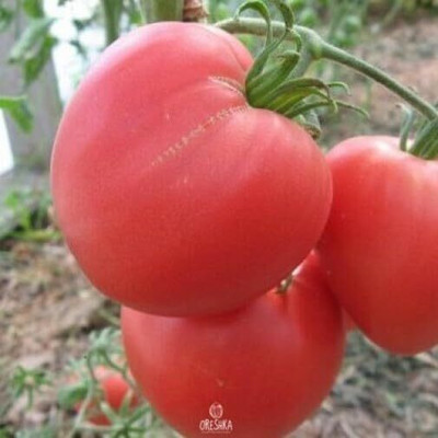 Biosnyg Fast Growing Bulls Heart Pink Tomato Vegetable Seeds For Planting - (1000 Seeds) Seed(400 per packet)