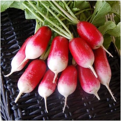 VibeX LX-81 - Radish French Breakfast (Red) - (250 Seeds) Seed(250 per packet)