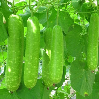 CYBEXIS GUA-49 - Bottle Gourd Dudhi Sorakaya Lauki Calabash - (100 Seeds) Seed(100 per packet)