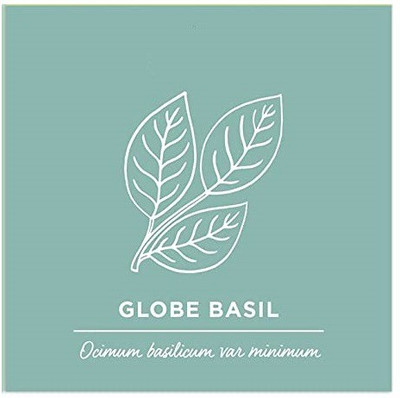 WILLVINE LXI-31 Basil, Spicy Globe Herb Seeds Seed(1000 per packet)