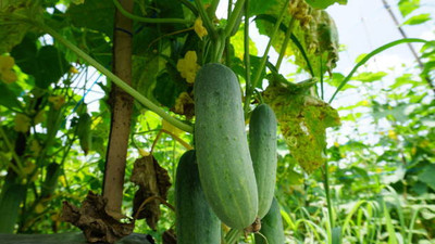 Kodali 34 Pcs -Cucumber Seed Seed(34 per packet)