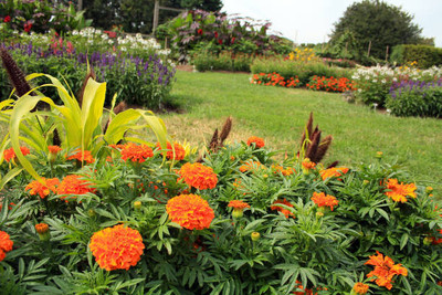 GREENBAAG marigold,gende ka phool Seed(30 per packet)