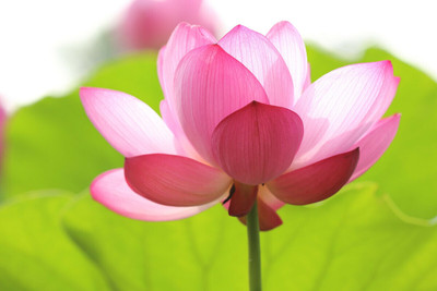 Hybrid Galaxy Lotus (Kamal gatta) Seed(10 per packet)