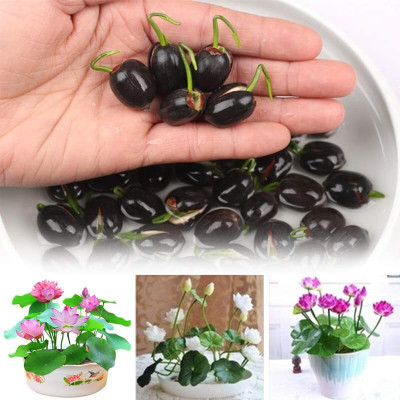 LPR LOTUS Seed(30 per packet)
