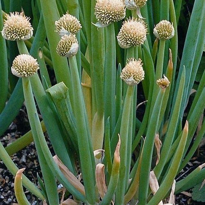 CYBEXIS Onion Vegetable Seeds1000 Seeds Seed(1000 per packet)