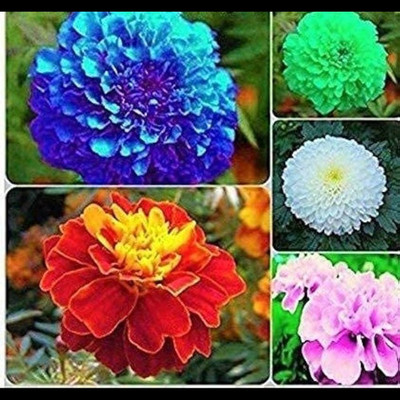 ibains Fainy season flower seeds combo pack Seed(82 per packet)