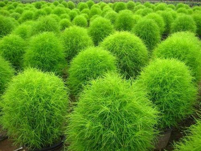 UGRA BURNING BUSH Kochia Seed(5 per packet)