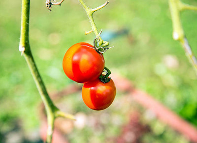 Cadence tomato Seed(150 per packet)