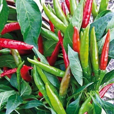 KNESSiN Hybrid Pepper Chilli[400 Seeds] Seed(400 per packet)