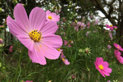 ZIXA Cosmos Sonata Seed(100 per packet)