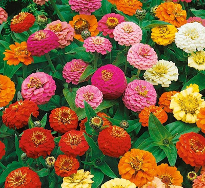 UGRA Dwarf Zinnia Mix Seed(10 per packet)