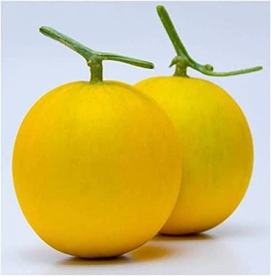 CYBEXIS PAU-62 - MUSKMELON YELLOW - (150 Seeds) Seed(150 per packet)