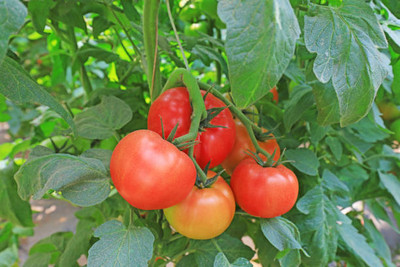 Epoojacart tomato Seed(90 per packet)