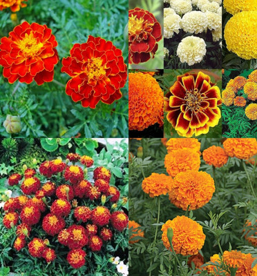 ibains Marigold flower seeds hybrid mix pack of 57 Seed(17 per packet)
