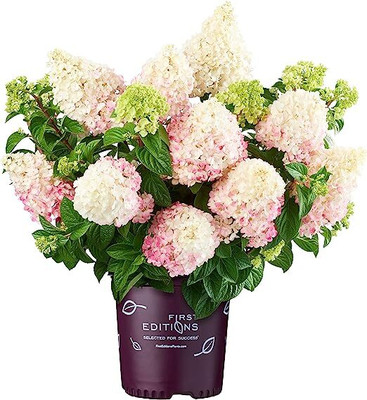 NooElec Seeds India White/Pink Dwarf Vanilla Strawberry Hydrangea Flower Seed(35 per packet)