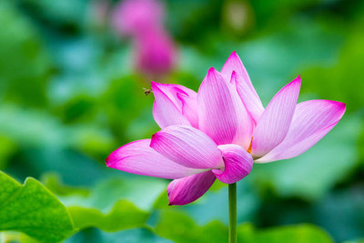 Jevik lotus,kamal gatta Seed(10 per packet)
