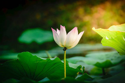 KDA lotus,kamal gatta Seed(10 per packet)