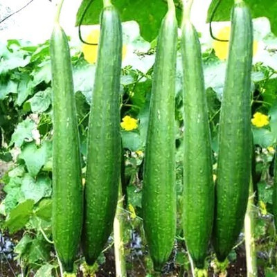 Arshiayat Sponge Gourd Seed(18 per packet)
