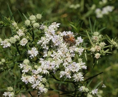 Qualtivate GBPT-2A Mountain Mint (Pycnanthemum muticum) Seed(200 per packet)