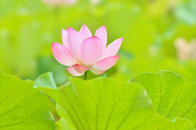 SaaHeli lotus,kamal gatta Seed(15 per packet)