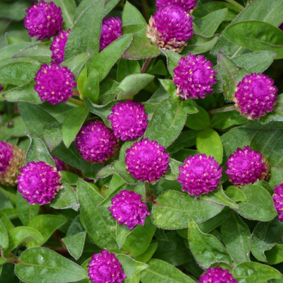 STARKC Gomphrena Ping Pong Purple Seed(80 per packet)