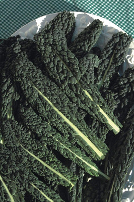 KNESSiN Curly Kale Seed(1250 per packet)