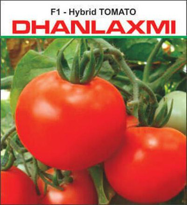 CYBEXIS N.S.-816 Hybrid Tomato500 Seeds Seed(500 per packet)