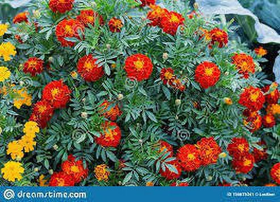 ibains meri gold seeds Seed(200 per packet)