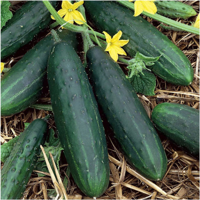 CYBEXIS PAU-11 - Spacemaster 80 Cucumber - (150 Seeds) Seed(150 per packet)