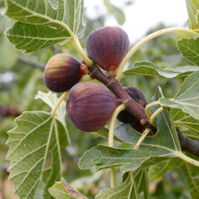 deodar Himalayan Fig, Punjab Fig, Ficus Palmata Seed(50 per packet)