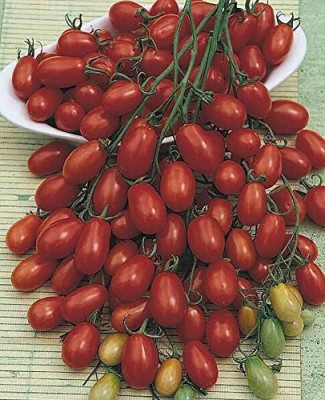 KNESSiN QLY-19 Tomato Cherry Plum Seed(200 per packet)