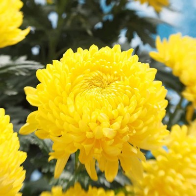 VibeX XLL-69 - Natural Yellow Chrysanthemum - (270 Seeds) Seed(270 per packet)