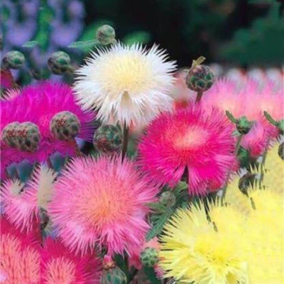 Aywal HYBRID SWEET SULTAN FLOWER Seed(10 per packet)