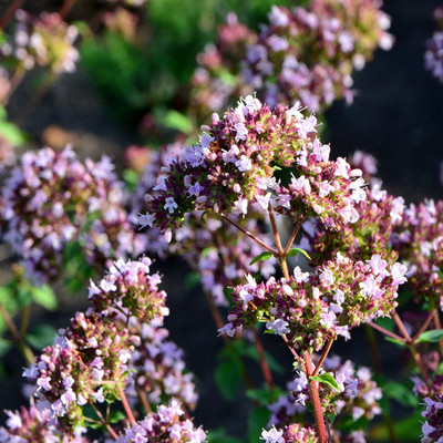 CYBEXIS PAU-62 - Oregano - Italian- - (450 Seeds) Seed(450 per packet)
