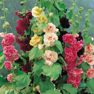 XOLDA Hollyhock mix Seed(32 per packet)